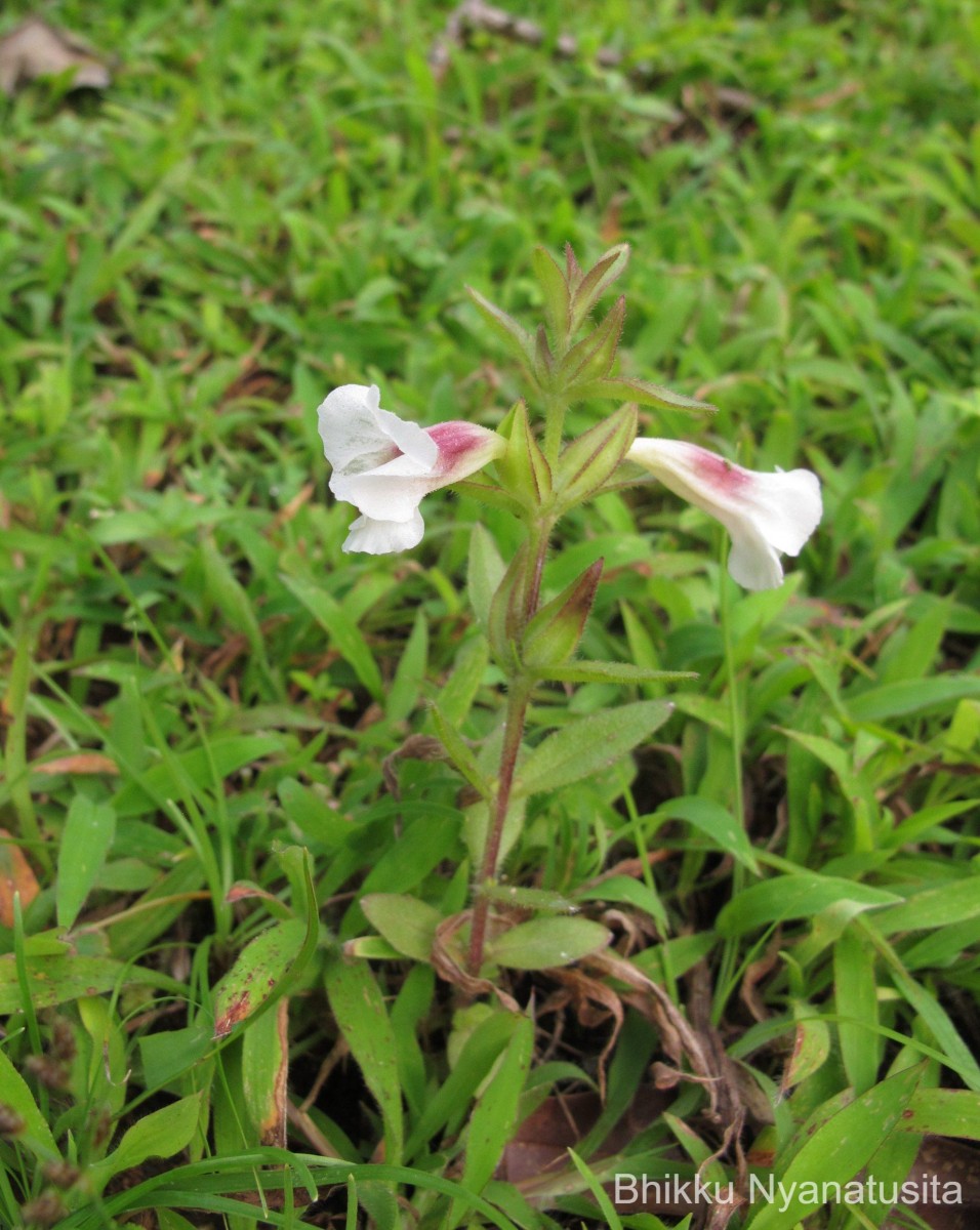 Centranthera indica (L.) Gamble